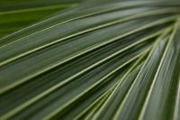 Kaboompics - Palm Leaf Stripes in Soft Natural Light