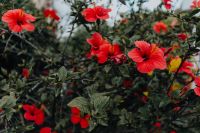 Kaboompics - A red hibiscus flowers