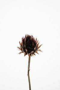 Kaboompics - Single Dried Flower Head Isolated On Neutral Background