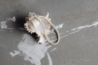 Kaboompics - Pearl Necklace Draped over Seashell on Gray Concrete