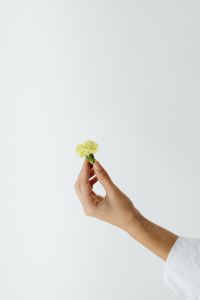 Kaboompics - Tiny Green Carnation Between Fingers for Floral Detail Editorials