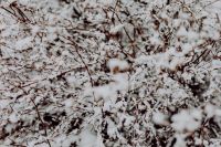 Kaboompics - Branches covered with fresh snow