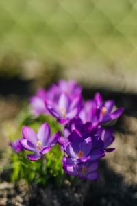 Kaboompics - Purple crocuses blooming in spring