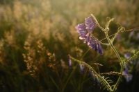 Kaboompics - Purple Wildflower on Curving Stem in Sunlit Meadow