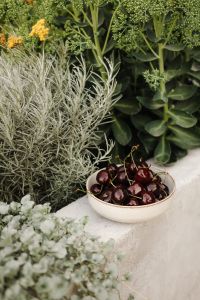 Kaboompics - Bowl of Dark Cherries Among Silvery Garden Plants