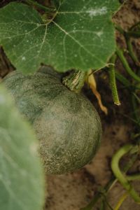 Kaboompics - Nature's Charm: Colors and Shapes of the Garden