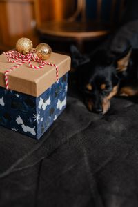 Kaboompics - Vertical Portrait of Small Dog and Wrapped Christmas Gift