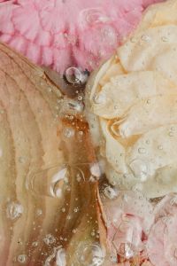 Kaboompics - Soft Pink and Cream Flower Petals Behind Glass Bubbles, Abstract Floral Texture