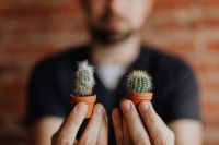 Kaboompics - Miniature cacti in clay pots