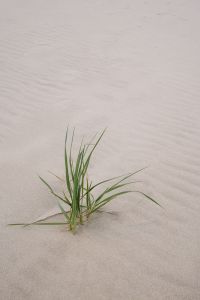 Kaboompics - Green Grass Clump in Rippling Beach Sand