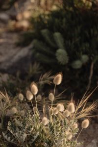 Kaboompics - Soft-Focus Dried Grass Seed Heads with Natural Bokeh
