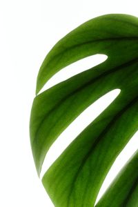 Kaboompics - Tropical Monstera Leaf Backlit Green Minimal Background