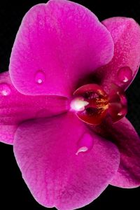 Kaboompics - Pink Orchid Close Up Detail With Water Drops On Black