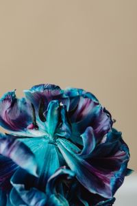 Kaboompics - Abstract Blue Dried Flower Petals