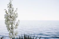Kaboompics - Bushes of the blossoming yucca