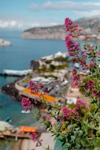 Kaboompics - Close-Up Of Pink Italian Coastal Flowers Overlooking Sorrento Bay