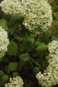 Kaboompics - White Hydrangea Blossoms in Garden