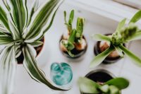 Kaboompics - Overhead Spring Bulb Arrangement with Variegated Plant and Glass Bottle