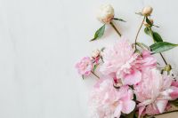 Kaboompics - Pink Peonies and Buds with Marble Copy Space