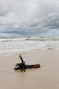 Kaboompics - Branch and Driftwood on the Beach