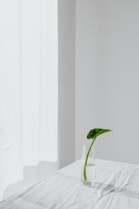 Kaboompics - Alocasia Seedling in a Glass Vase on a White Table