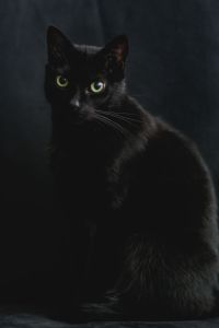 Kaboompics - Black Cat Portrait with Green Eyes Against a Dark Background