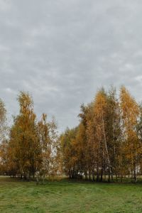 Kaboompics - Small Grove of Golden Birch Trees in Autumn