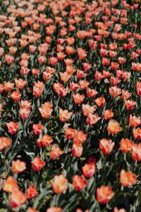 Kaboompics - Repeating Pink Tulip Shapes Across a Spring Display