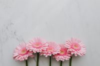 Kaboompics - Pink Gerbera Background