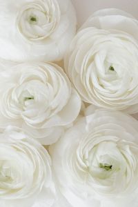 White Ranunculus and Blush Roses, Neutral Floral Backgrounds with Copy Space
