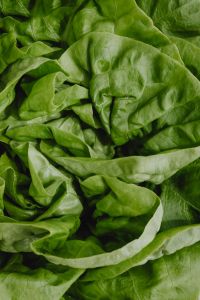 Kaboompics - Fresh Lettuce Leaves Background