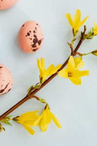 Kaboompics - Easter Eggs & Forsythia