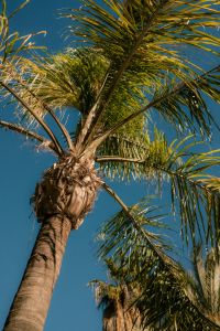 Kaboompics - Palm Tree Against Deep Blue Sky