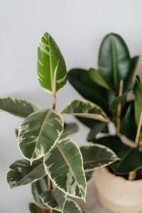Ficus plant