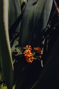 Kaboompics - Small Orange Flower Clusters on a Succulent with Large Dark Green Leaves, Plant Close-Up