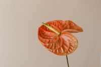 Kaboompics - Orange Anthurium Flower on Beige Floral Background