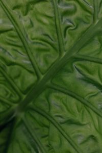 Kaboompics - Alocasia Leaf Pattern Background
