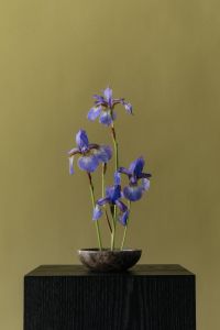 Kaboompics - Minimal Blue Iris Flower Arrangement in a Dark Bowl