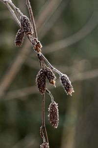 Kaboompics - Frost-Covered Dried Flower Seedheads Against Soft Green Bokeh