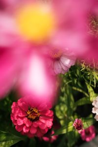 Kaboompics - Soft Focus Pink Flower Close-Up