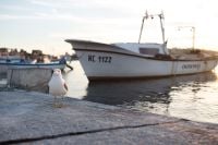 Kaboompics - Seagull at Nessebar Port, Bulgaria