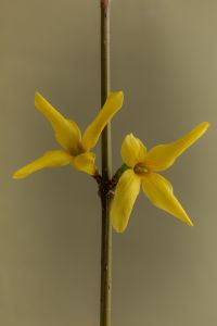 Kaboompics - Yellow Flower Close-Up on Stem