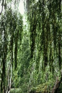 Kaboompics - Hanging Willow Branches and Soft Green Woodland Background