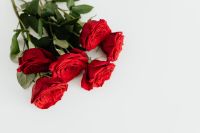 Kaboompics - Close-Up Red Rose Bouquet on White Background