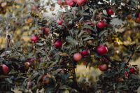 Kaboompics - Red apples on a tree in the garden