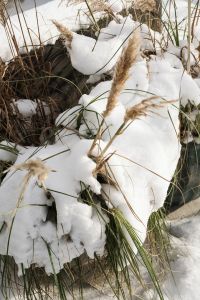 Kaboompics - Snow-Covered Ornamental Grasses in Winter