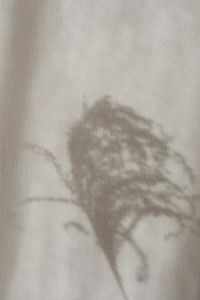 Kaboompics - Blurred Botanical Shadow on Textured Beige Linen
