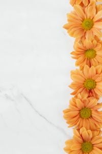 Kaboompics - Orange Chrysanthemums on White Background with Copy Space