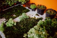 Kaboompics - Overhead Terrarium Workshop Table with Moss, Potted Succulents and Plant Cuttings