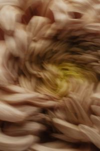 Kaboompics - Abstract Motion Blur Chrysanthemum Photography